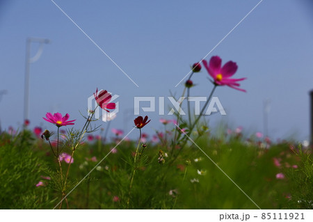 花 フラワー お花 85111921