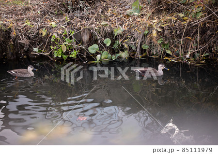 池で戯れるカモ Duck 池で戯れるカモ Duck 85111979