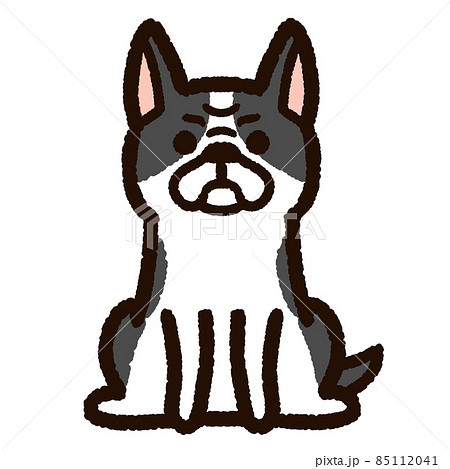 かわいいボストン テリア 黒のイラスト素材