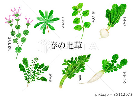 春の七草の水彩イラストのイラスト素材