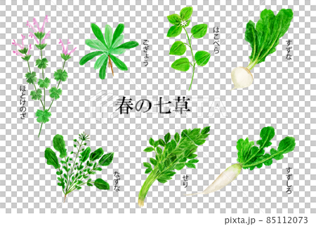 春の七草の水彩イラスト 85112073