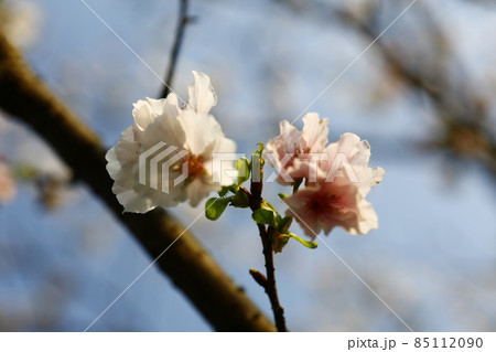 桜 さくら サクラ 85112090