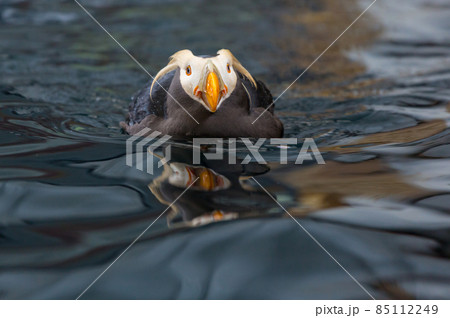 Puffin Puffin 85112249