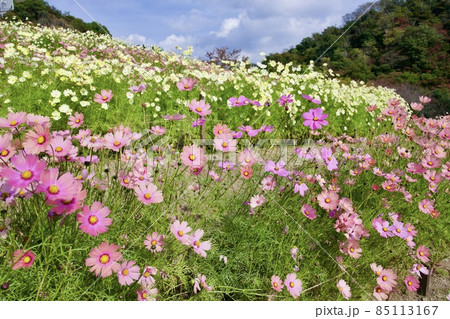 神戸布引ハーブ園の風の丘フラワー園の眺め 85113167