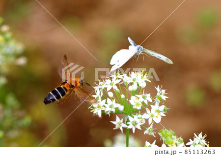 蝶と蜂とニラの花 蝶と蜂とニラの花 85113263