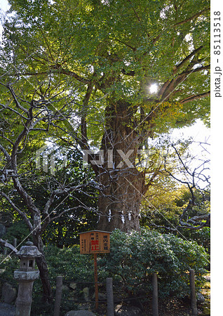荏柄天神社の大イチョウ 85113518