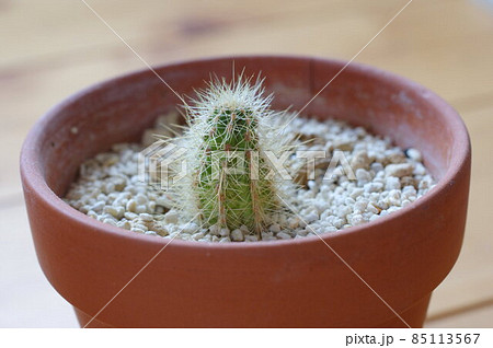 小さなサボテン 85113567