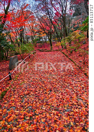 京都の紅葉の楽園 85113717