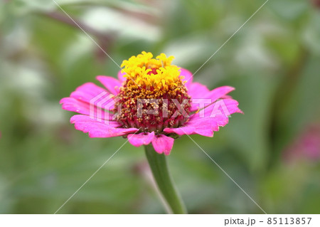 ピンクの花 85113857