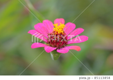 ピンクの花 85113858