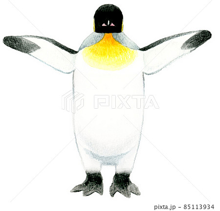 正面で翼を広げるキングペンギンのイラスト 手描き水彩イラスト素材のイラスト素材