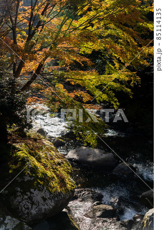 【静岡県】　河津七滝 85114135
