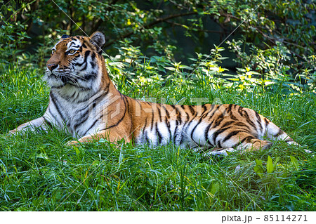 The Siberian tiger,Panthera tigris altaica in a park 85114271