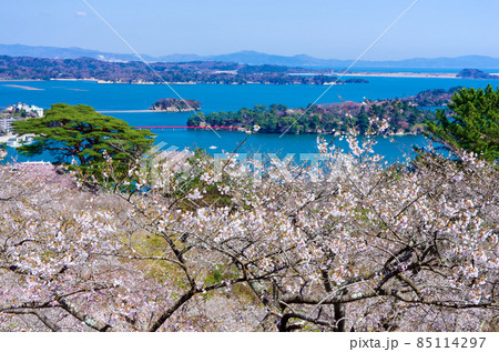 春の日本三景松島 春の日本三景松島 85114297