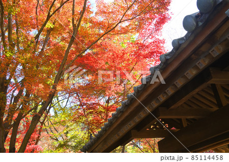 町田市薬師池公園の紅葉 85114458