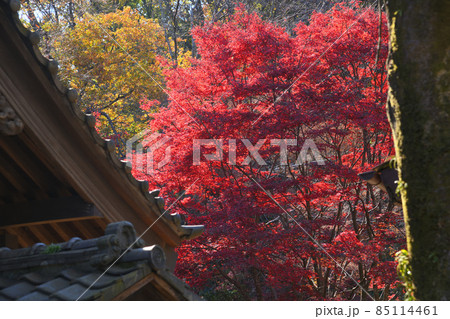 町田市薬師池公園の紅葉 85114461