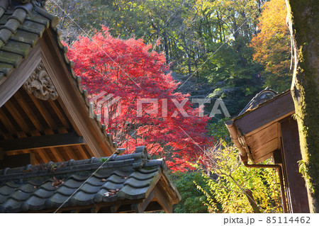 町田市薬師池公園の紅葉 85114462