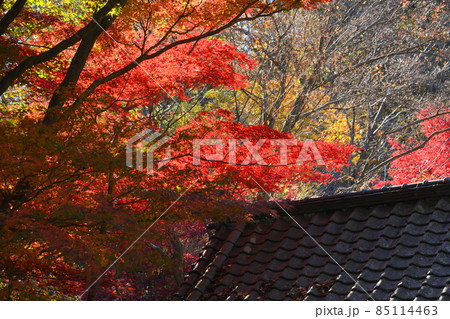 町田市薬師池公園の紅葉 85114463
