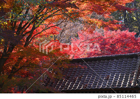 町田市薬師池公園の紅葉 町田市薬師池公園の紅葉 85114465
