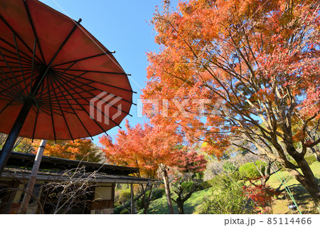 町田市薬師池公園の紅葉 85114466
