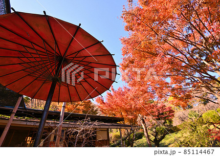 町田市薬師池公園の紅葉 85114467