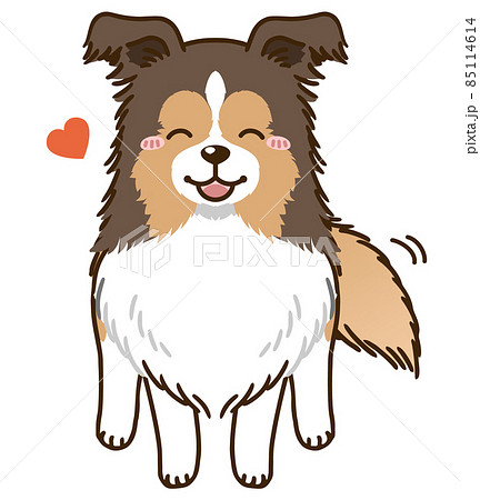 Natsuki Sheltie Sable Stock Illustration