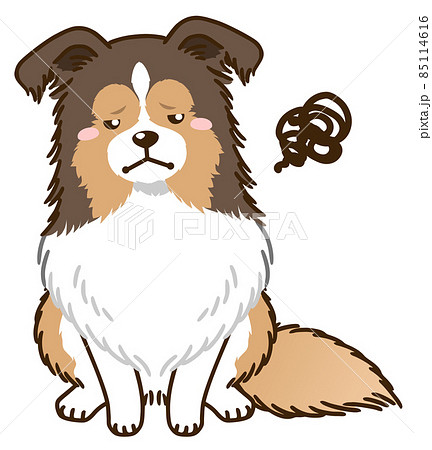 不満があるシェルティ セーブル のイラスト素材