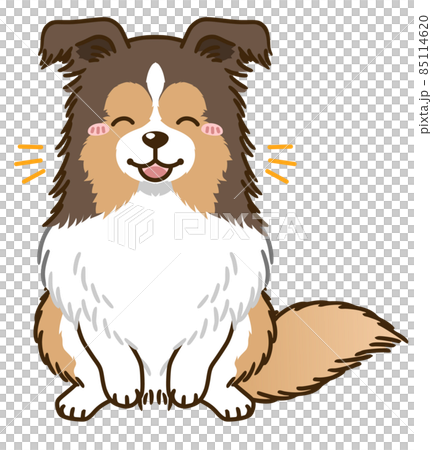 Rejoice Sheltie (Sable) 85114620