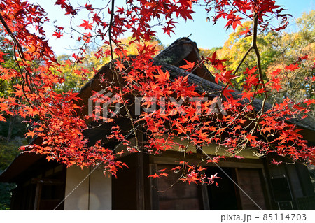 町田市薬師池公園の紅葉 85114703