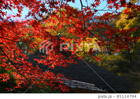 町田市薬師池公園の紅葉 町田市薬師池公園の紅葉 85114704