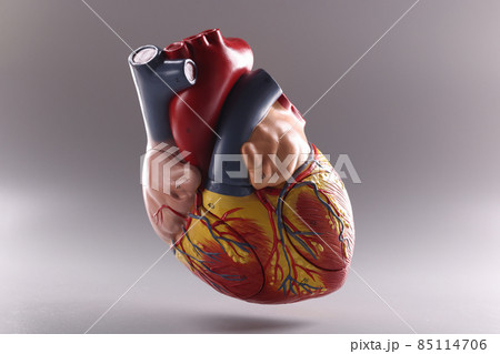 Human heart, anatomical medical model floating in air on grey background 85114706
