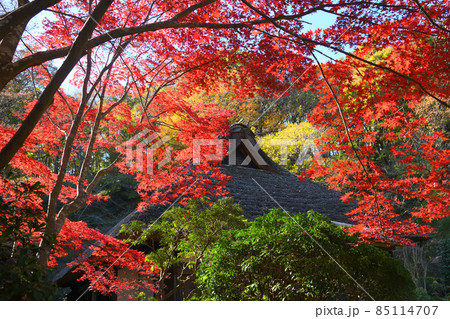 町田市薬師池公園の紅葉 85114707