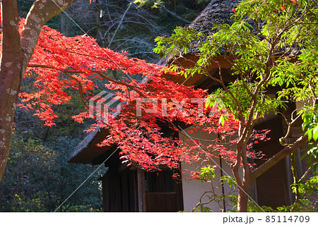 町田市薬師池公園の紅葉 85114709