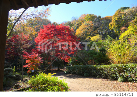 町田市薬師池公園の紅葉 85114711