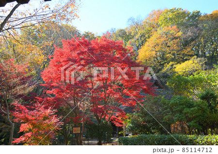 町田市薬師池公園の紅葉 85114712