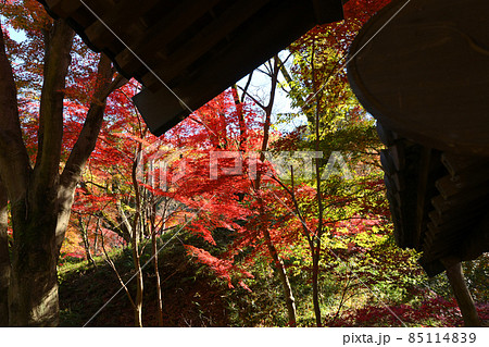 町田市薬師池公園の紅葉 85114839