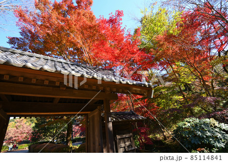 町田市薬師池公園の紅葉 85114841