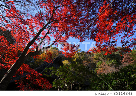 町田市薬師池公園の紅葉 85114843