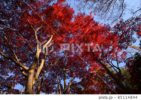 町田市薬師池公園の紅葉 85114844