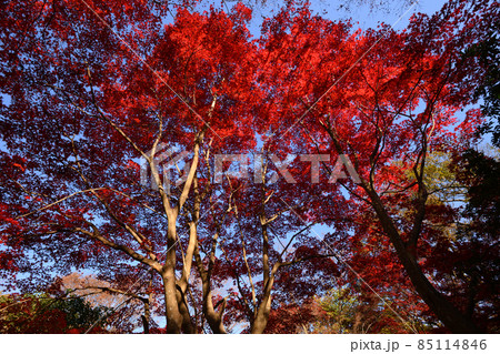 町田市薬師池公園の紅葉 町田市薬師池公園の紅葉 85114846