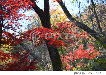 町田市薬師池公園の紅葉 85114848