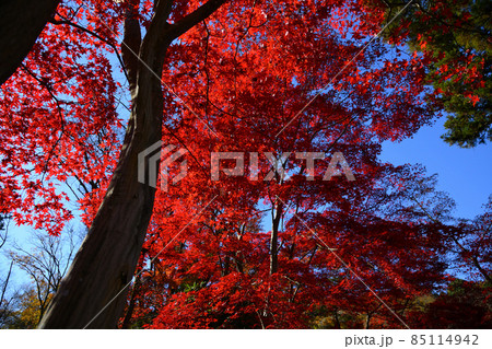 町田市薬師池公園の紅葉 85114942