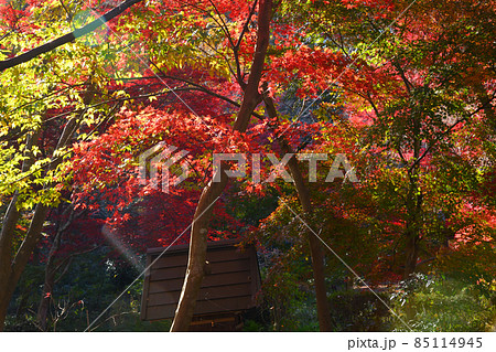 町田市薬師池公園の紅葉 85114945