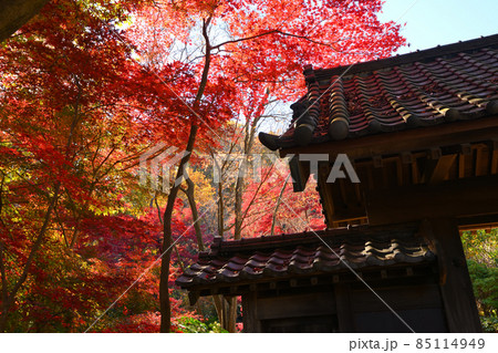町田市薬師池公園の紅葉 町田市薬師池公園の紅葉 85114949