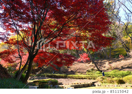町田市薬師池公園の紅葉 町田市薬師池公園の紅葉 85115042