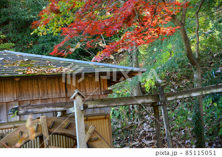 町田市薬師池公園の紅葉 85115051