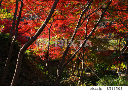 町田市薬師池公園の紅葉 町田市薬師池公園の紅葉 85115054