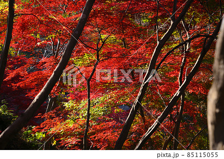 町田市薬師池公園の紅葉 町田市薬師池公園の紅葉 85115055