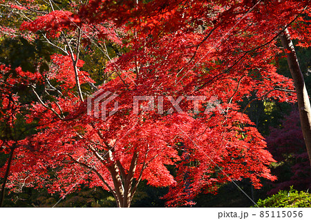 町田市薬師池公園の紅葉 85115056