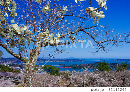 春の花と日本三景松島 春の花と日本三景松島 85115245